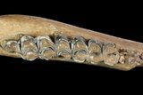 Irish Elk Jaw Section With Stand - Pleistocene, Germany #92507-5